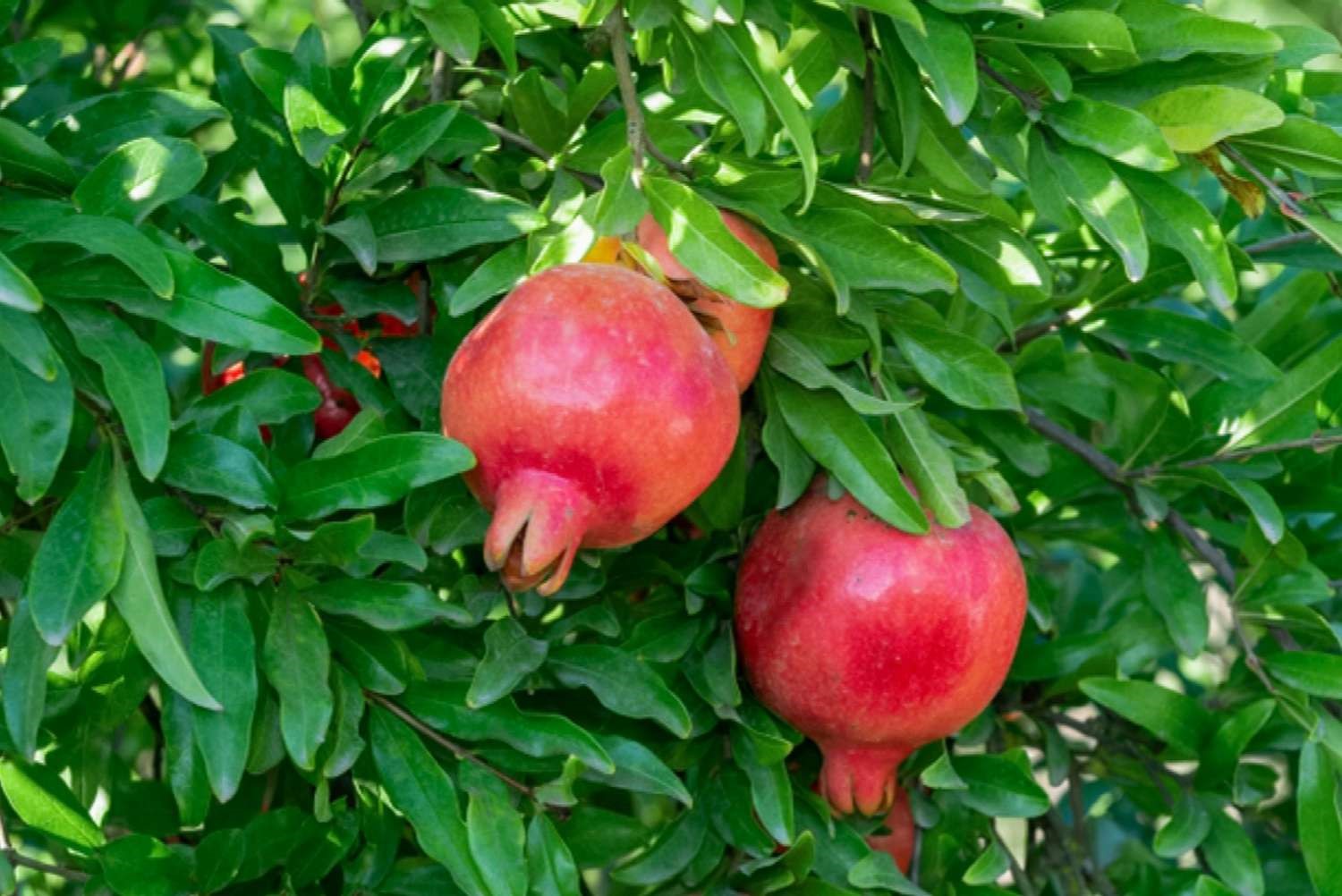 anar