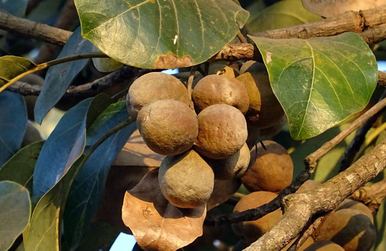 baheda