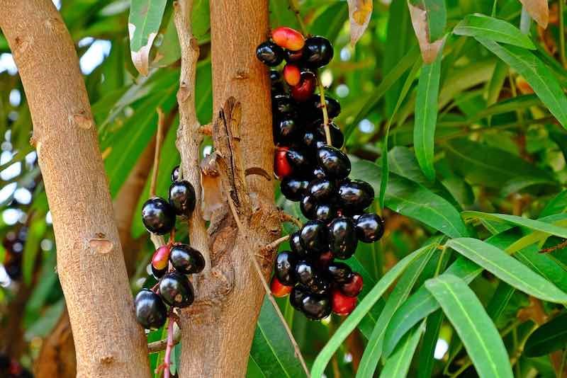 jamun
