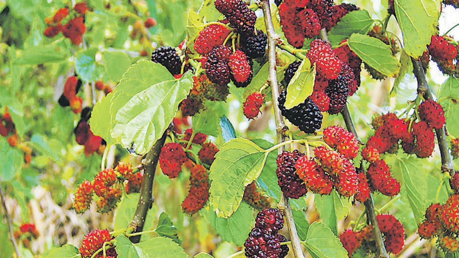 mulberry