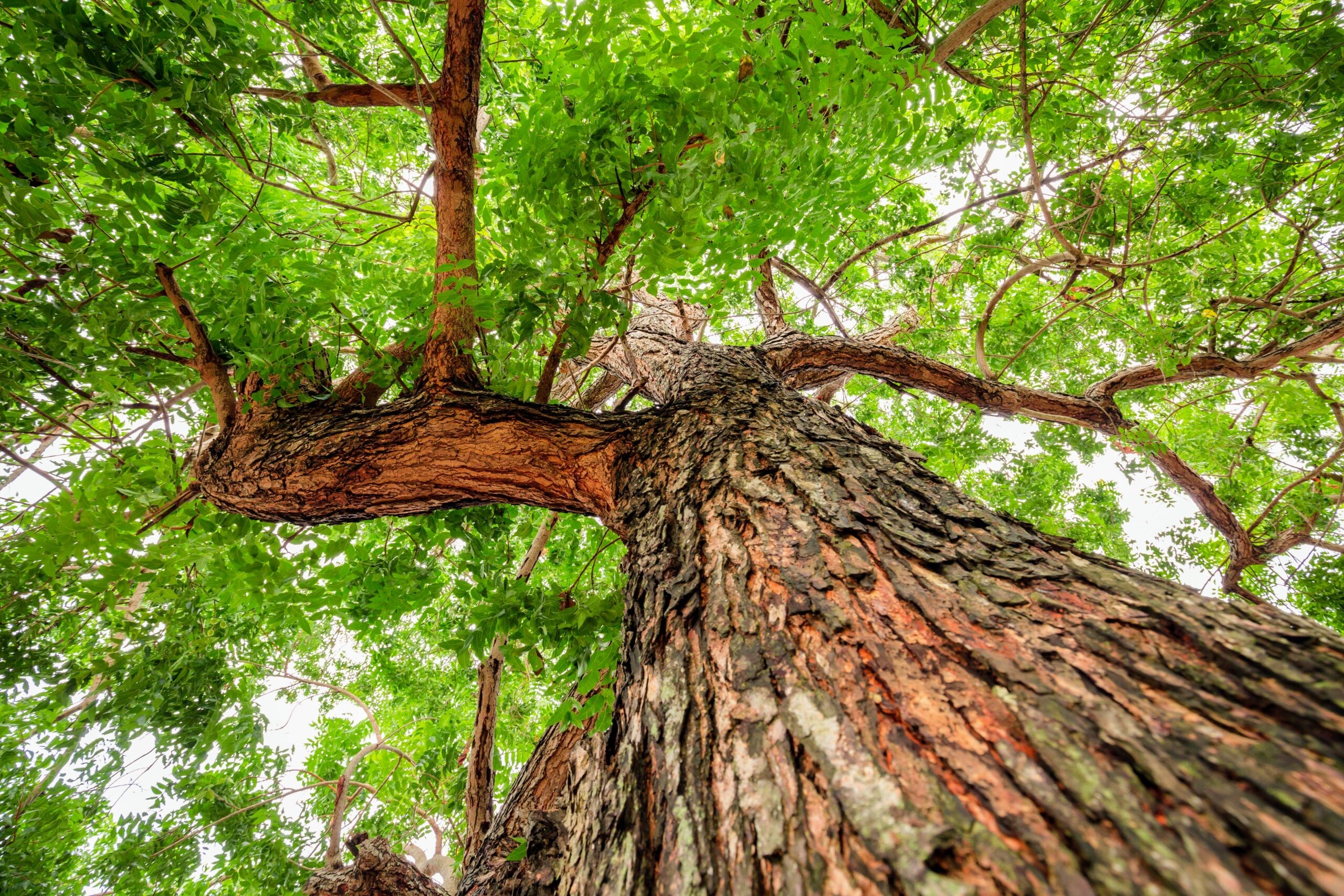 neem