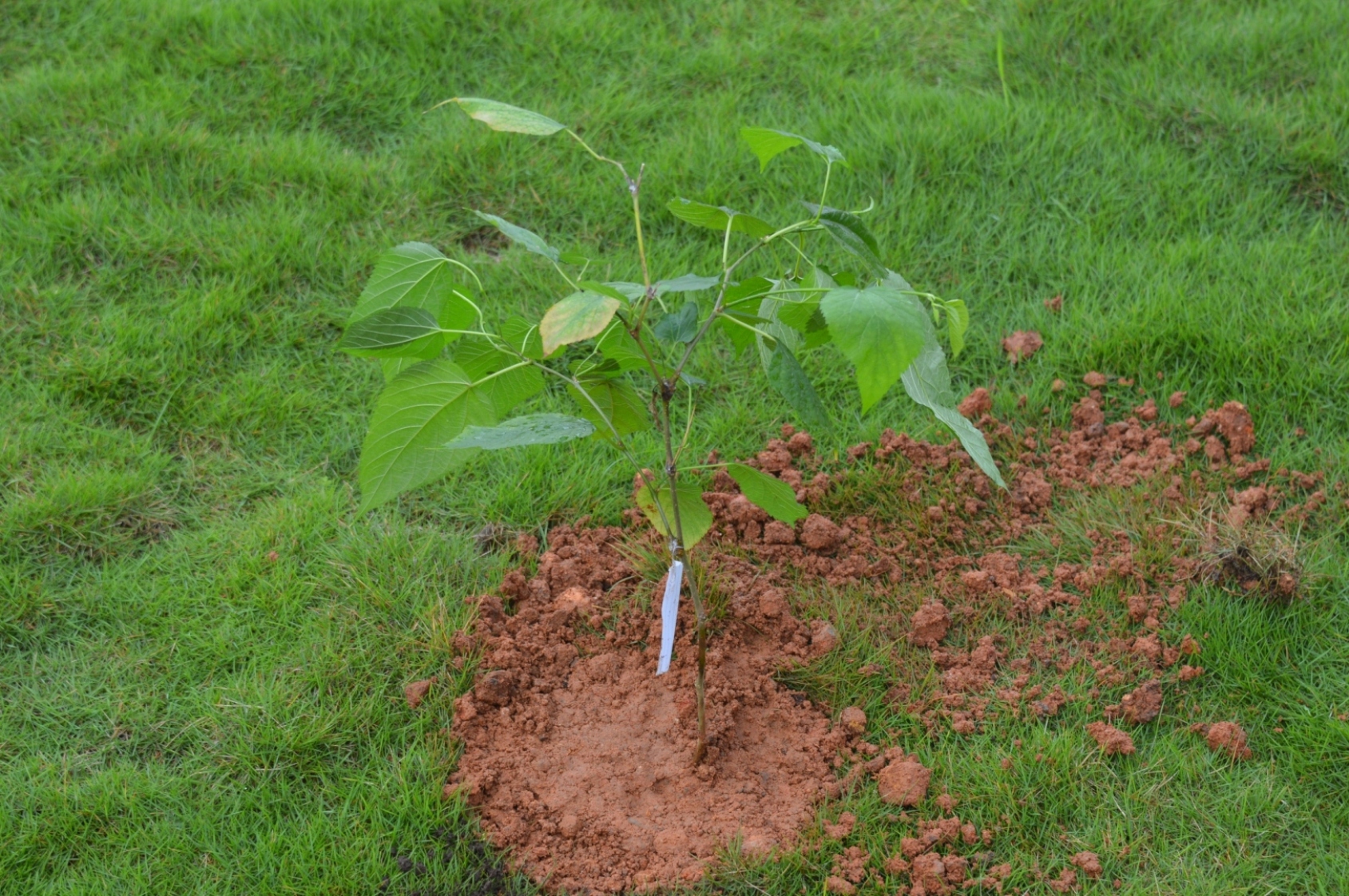 Sapling_1